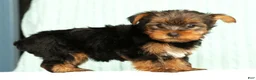 Yorkshire Terrier dogs for sale: Molly - Ad 2