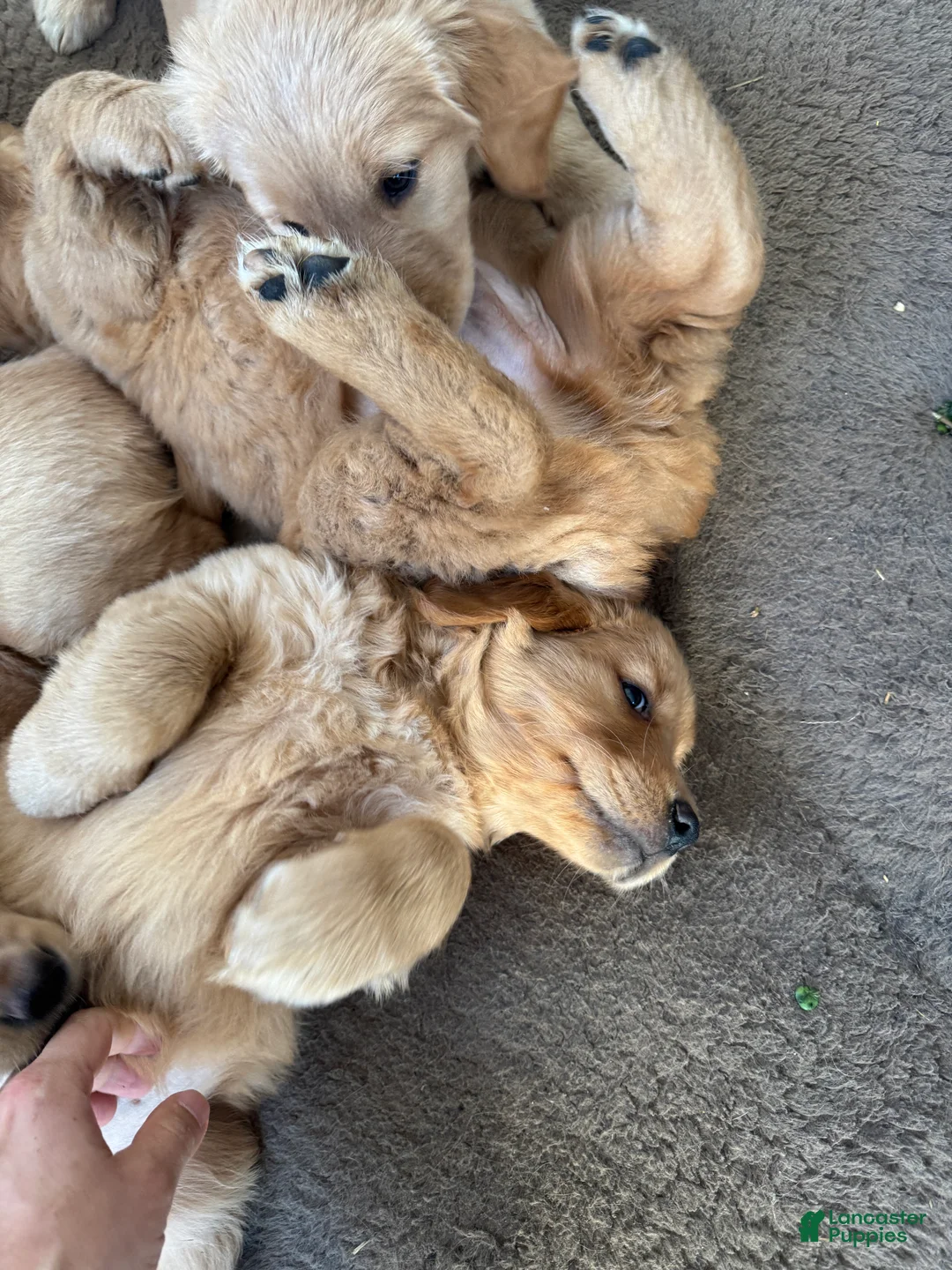 Golden Retriever dogs for sale: Golden Retriever Puppy 4 - Ad 1