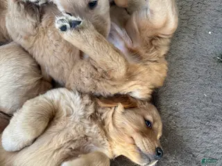 Golden Retriever dogs Golden Retriever Puppy 4 - Ad 22