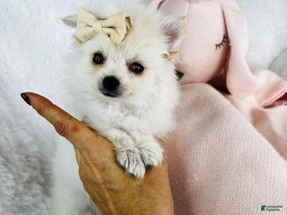 Pomeranian dogs - Ad 29