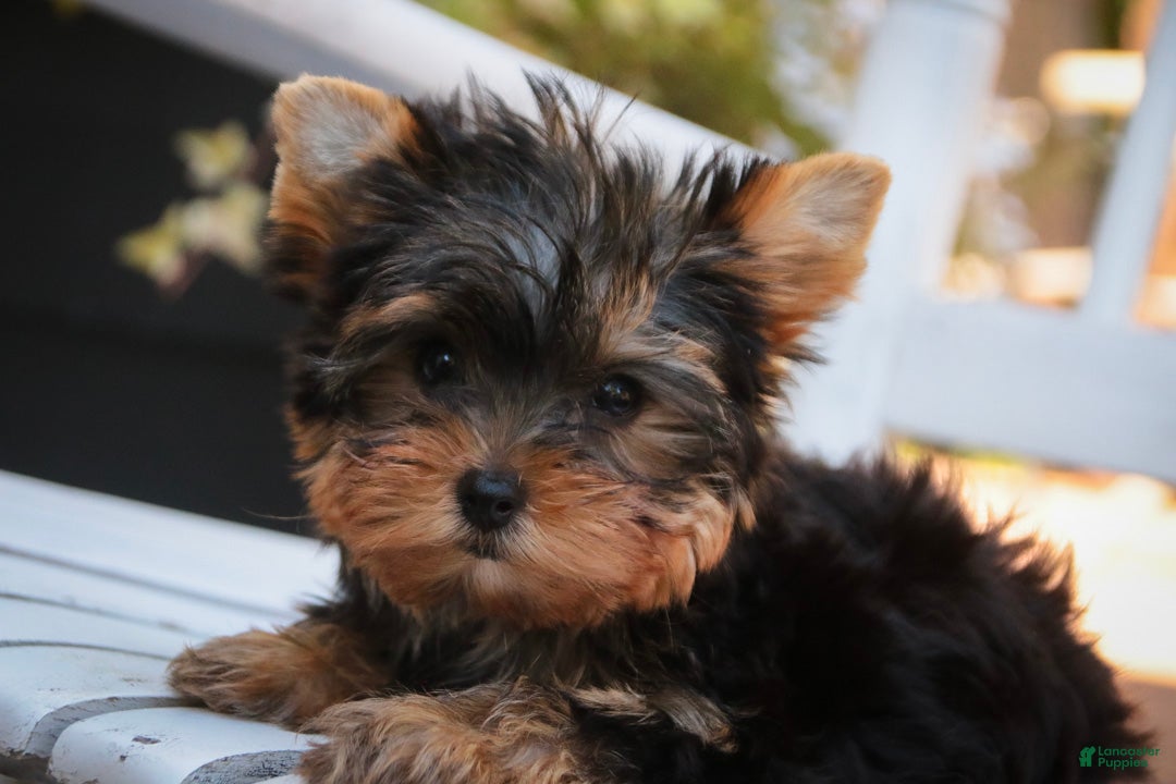 Yorkshire Terrier dogs Damon Yorkshire Terrier  - Ad 39
