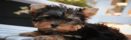 Yorkshire Terrier dogs for sale: Damon Yorkshire Terrier  - Ad 16