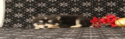 Pomsky dogs for sale: Valentina - Ad 3