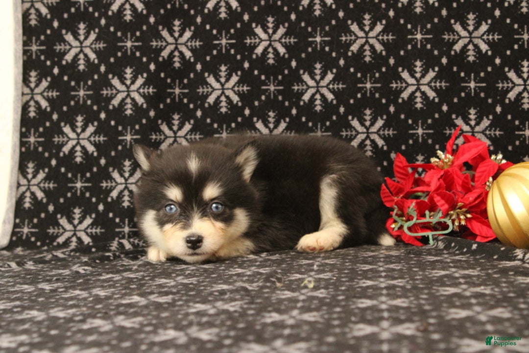 Pomsky dogs for sale: Valentina - Ad 3