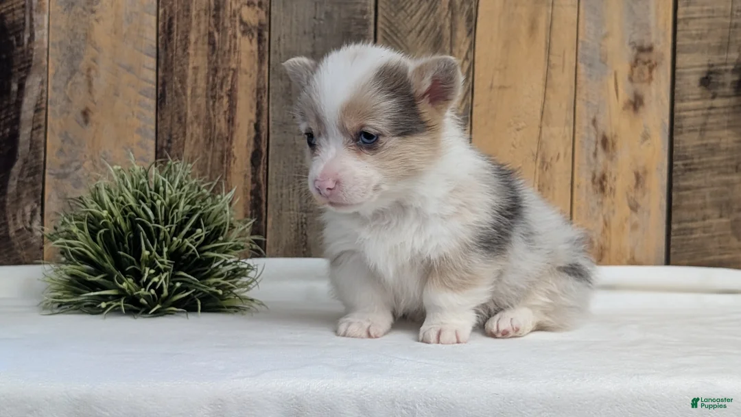 Welsh Corgi Pembroke dogs for sale: Falcon - Ad 6