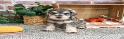 Miniature Schnauzer dogs for sale: Washington - Ad 3