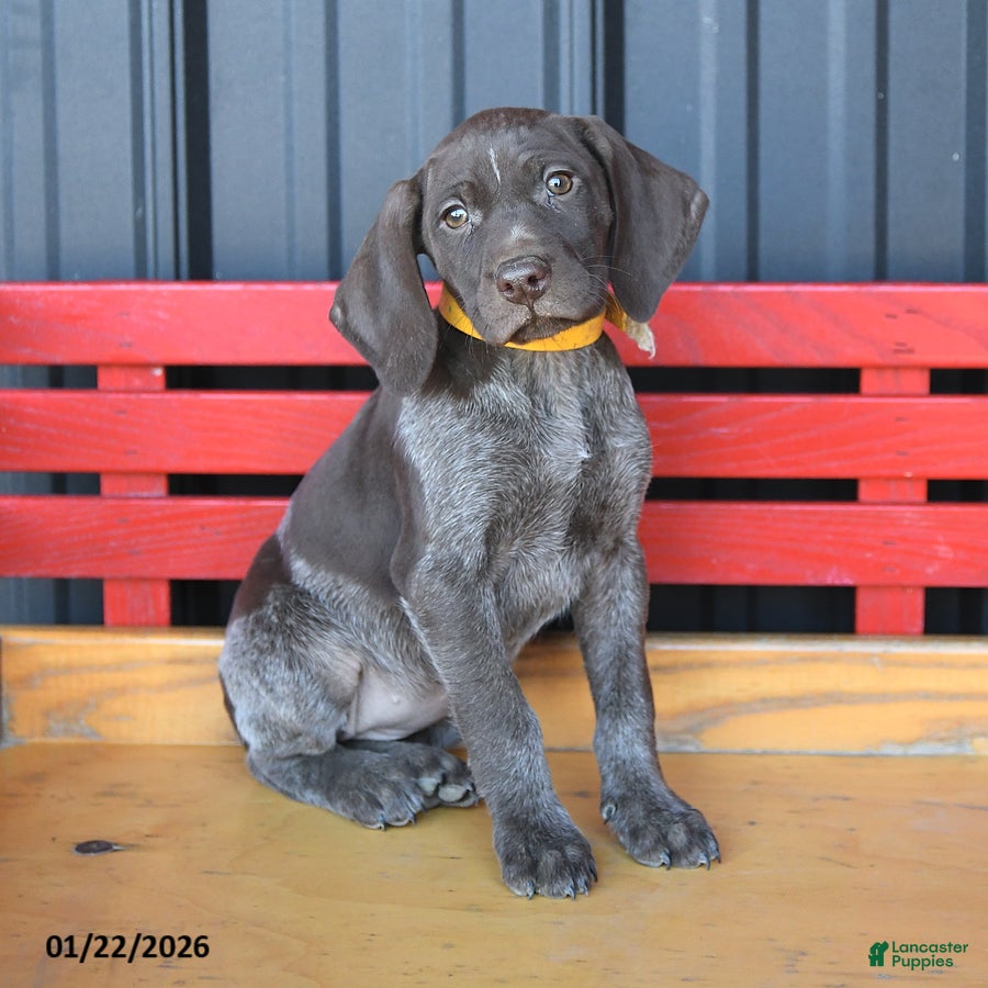 German Shorthaired Pointer dogs Mocha - Ad 1
