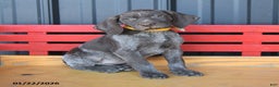 German Shorthaired Pointer dogs for sale: Mocha - Ad 1