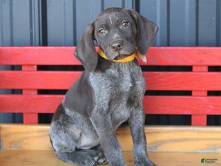German Shorthaired Pointer dogs Mocha - Ad 1
