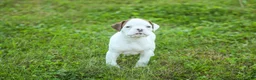Boxer dogs for sale: Brutus - Ad 5