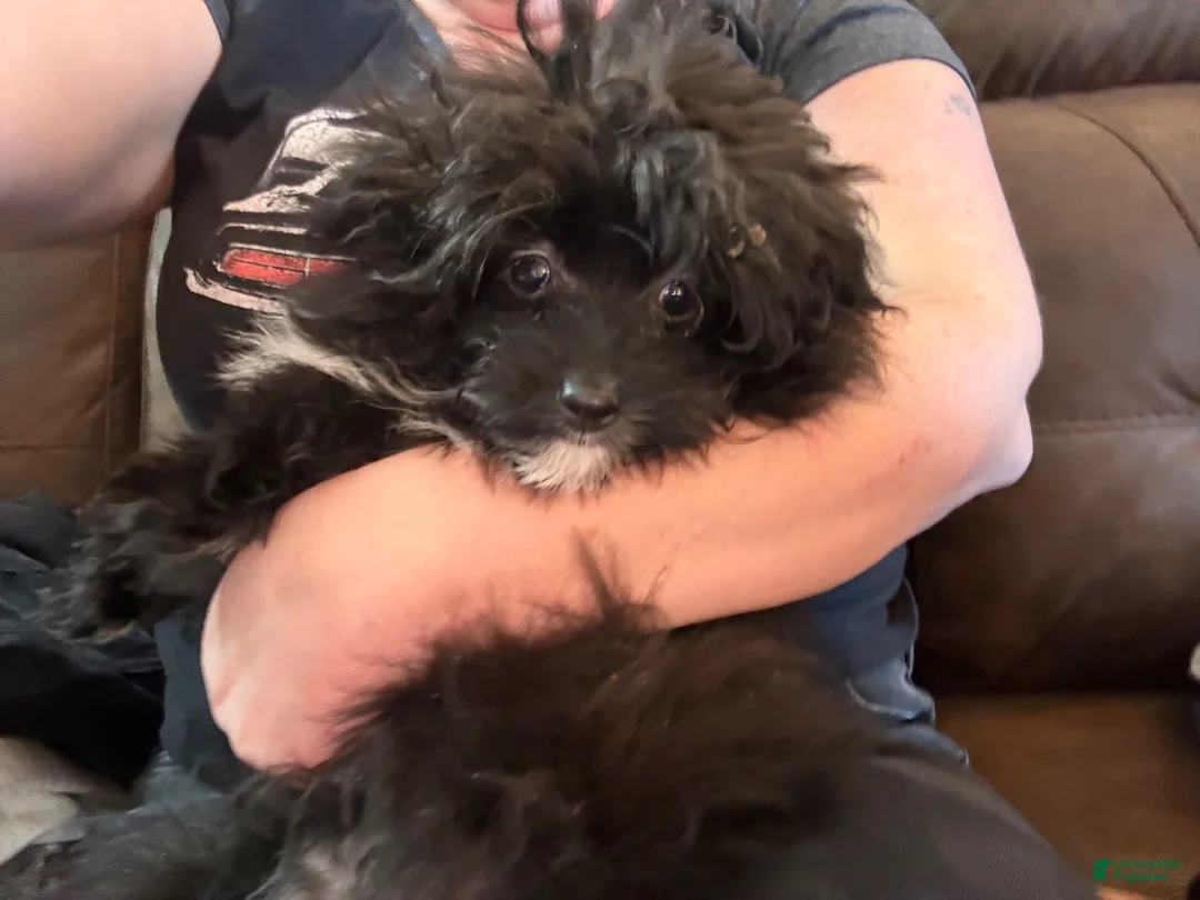 Pomapoo dogs for sale: Pomapo Puppy 1 - Ad 2