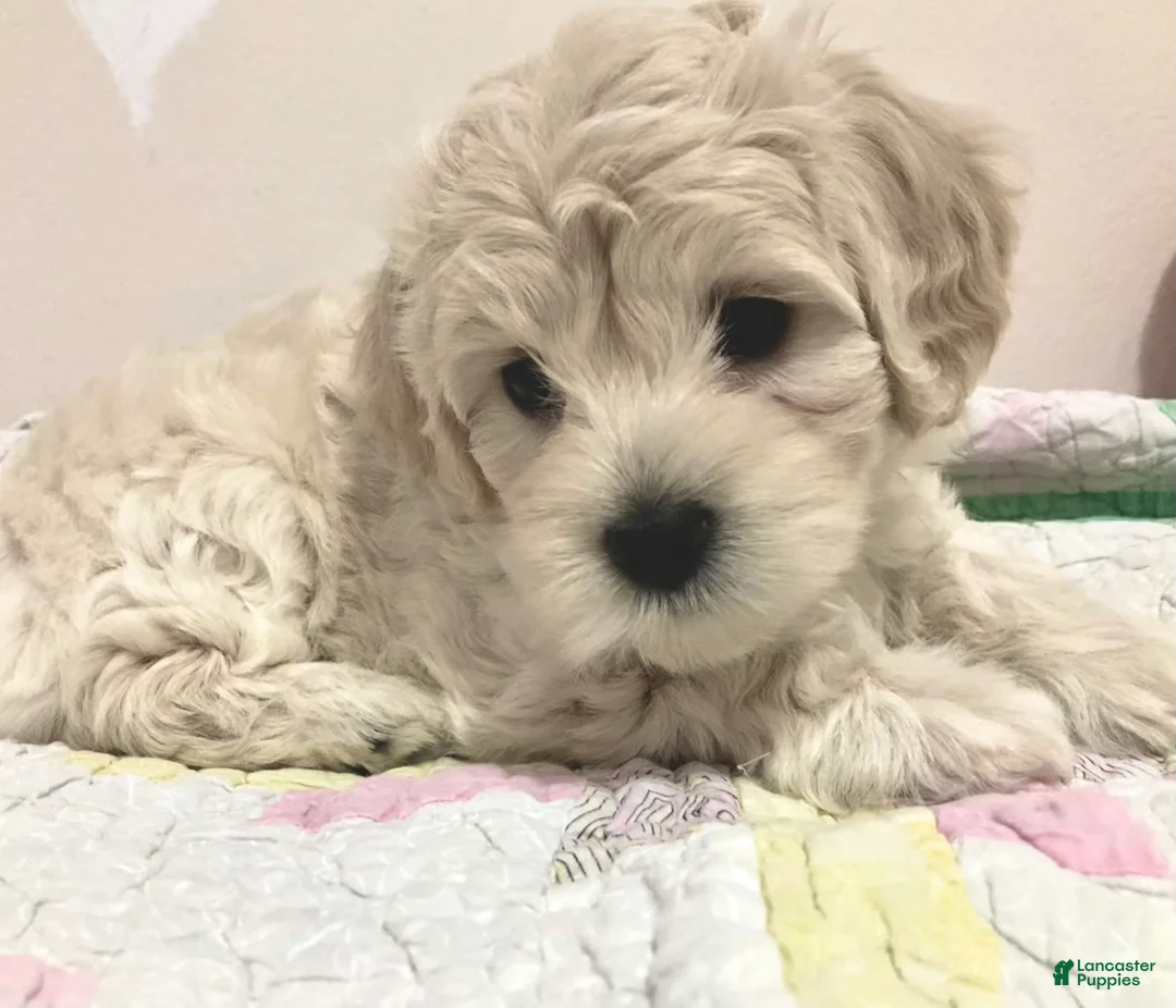 Maltipoo dogs for sale: Lucy - Ad 2