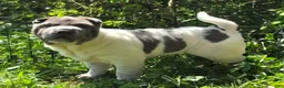 Shar Pei dogs for sale: Bluebelle - Ad 5