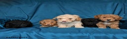 Toy Poodle dogs for sale: Gabby - Ad 3