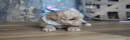 Maltipoo dogs for sale: Grace - Ad 3