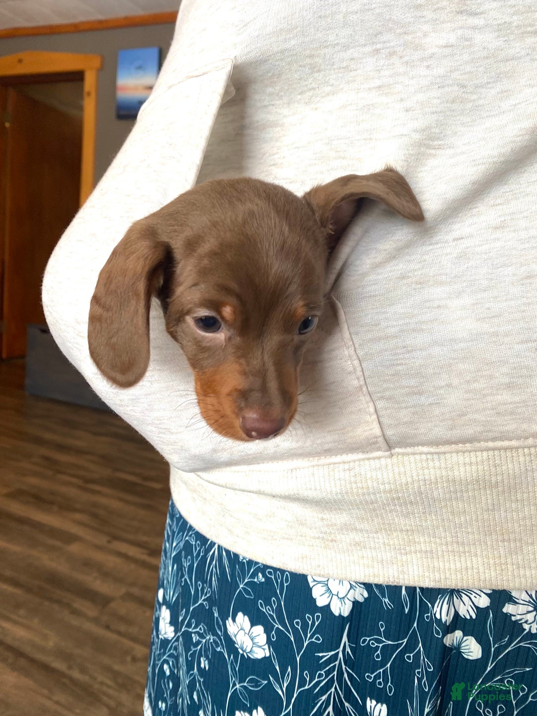 Miniature Dachshund dogs for sale: Hopefully AKC - Ad 5
