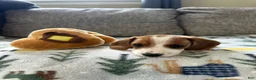 Miniature Dachshund dogs for sale: Twinkie🎀 - Ad 4
