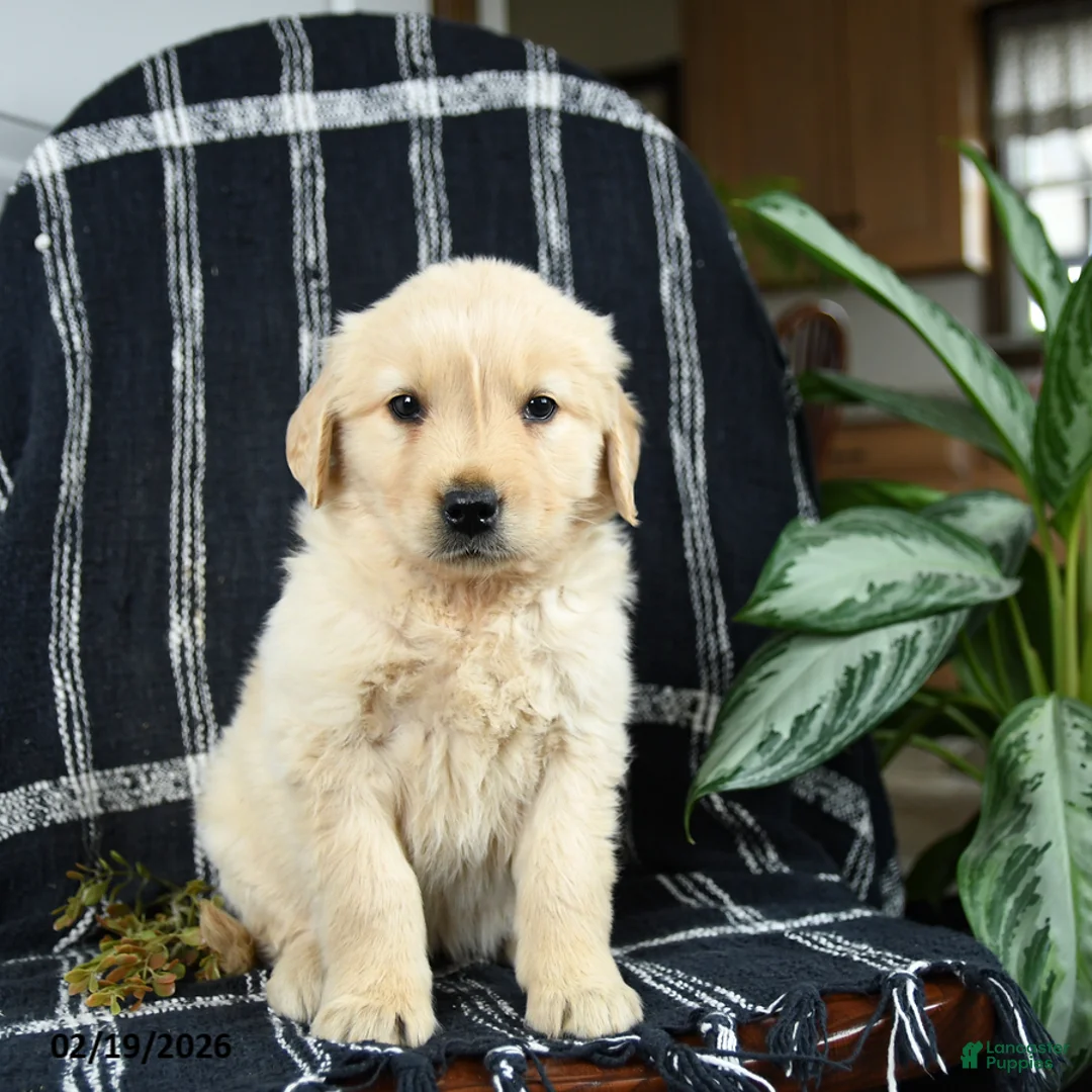 Golden Retriever dogs for sale: Paula - Ad 3
