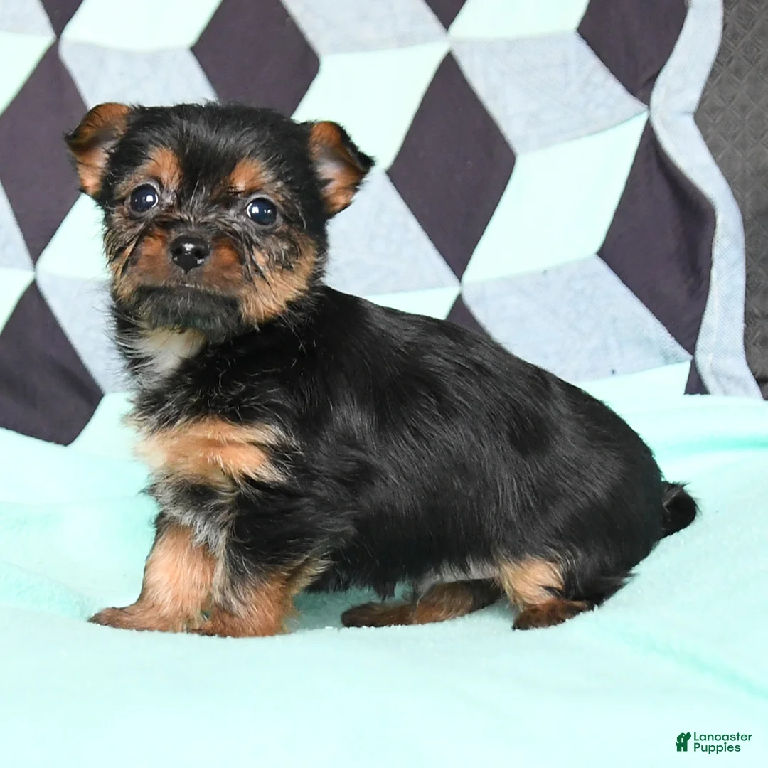 Yorkshire Terrier dogs for sale: Vance - Ad 3