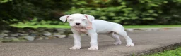 Boxer dogs for sale: Snowball - Ad 6