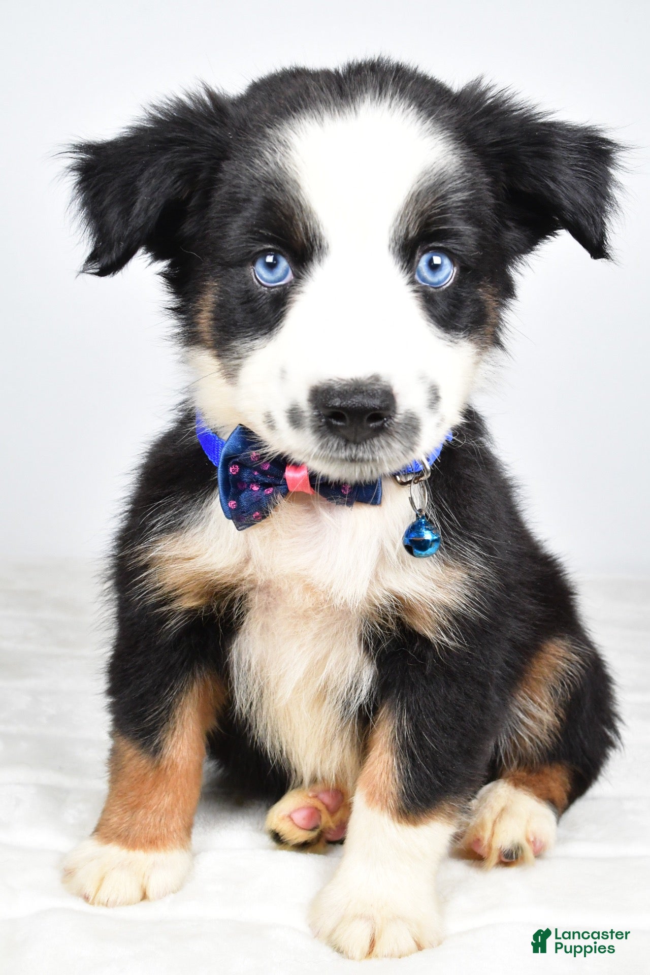 Miniature Australian Shepherd dogs Felix - Ad 1