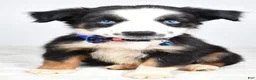 Miniature Australian Shepherd dogs for sale: Felix - Ad 1