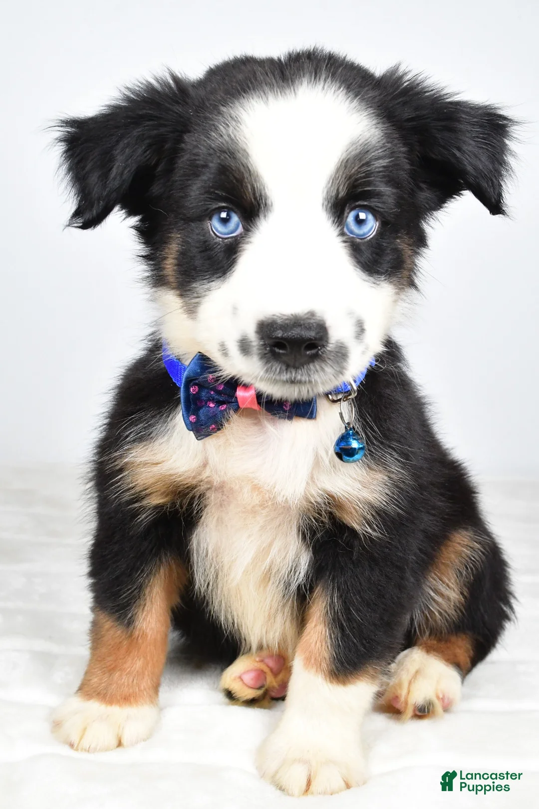 Miniature Australian Shepherd dogs for sale: Felix - Ad 1