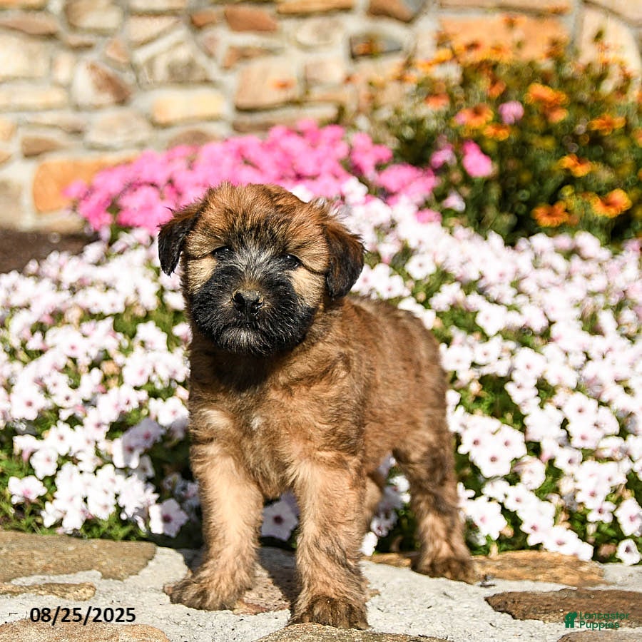 Puppy Wheaten Terrier Breeders Near Me Soft Coated Wheaten Terrier