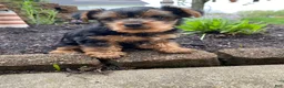 Yorkshire Terrier dogs for sale: Timmy - Ad 12