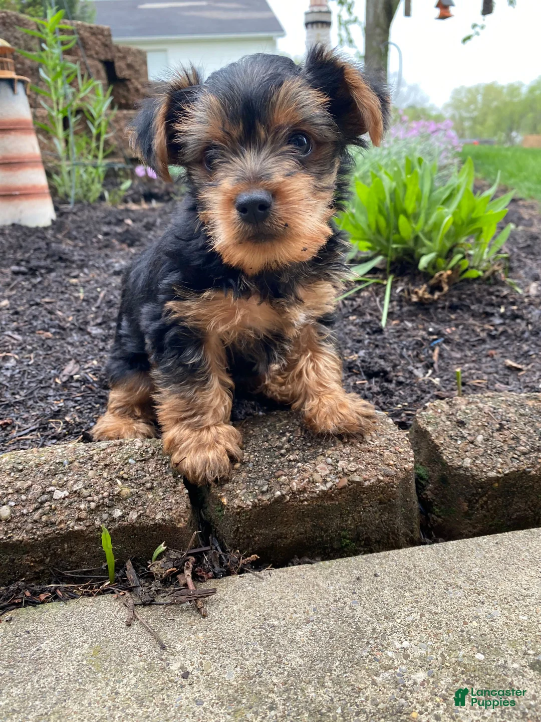 Yorkshire Terrier dogs for sale: Timmy - Ad 12