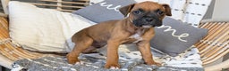 Boxer dogs for sale: Hunter - Ad 12