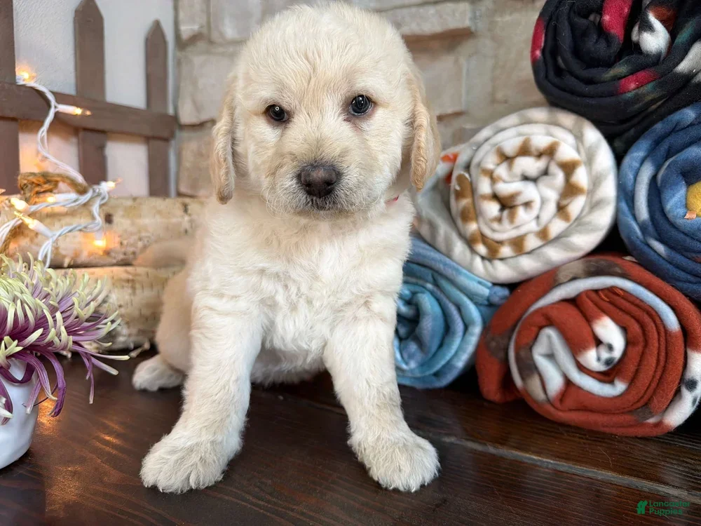 Mixed Breed dogs Elberta (Girl) - Ad 1