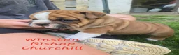 English Bulldog dogs for sale: Winston Churchill Bishop - Ad 4