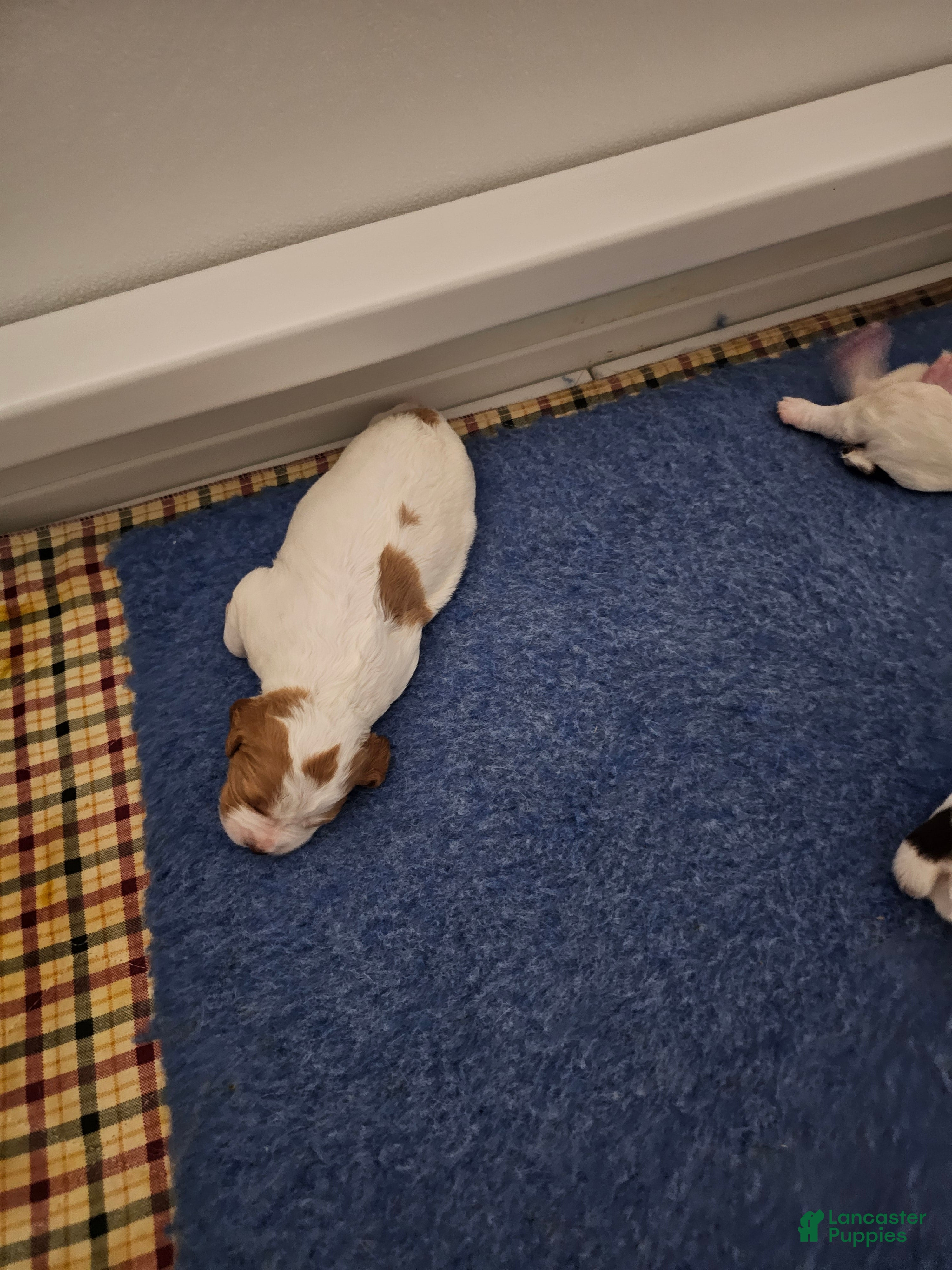 Brittany Spaniel dogs Brittany Spaniel 6 - Ad 8