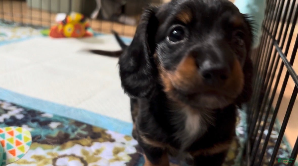 Miniature Dachshund dogs Miniature Dachshund 4 - Ad 2
