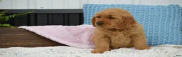 Golden Retriever dogs for sale: Daisy - Ad 4