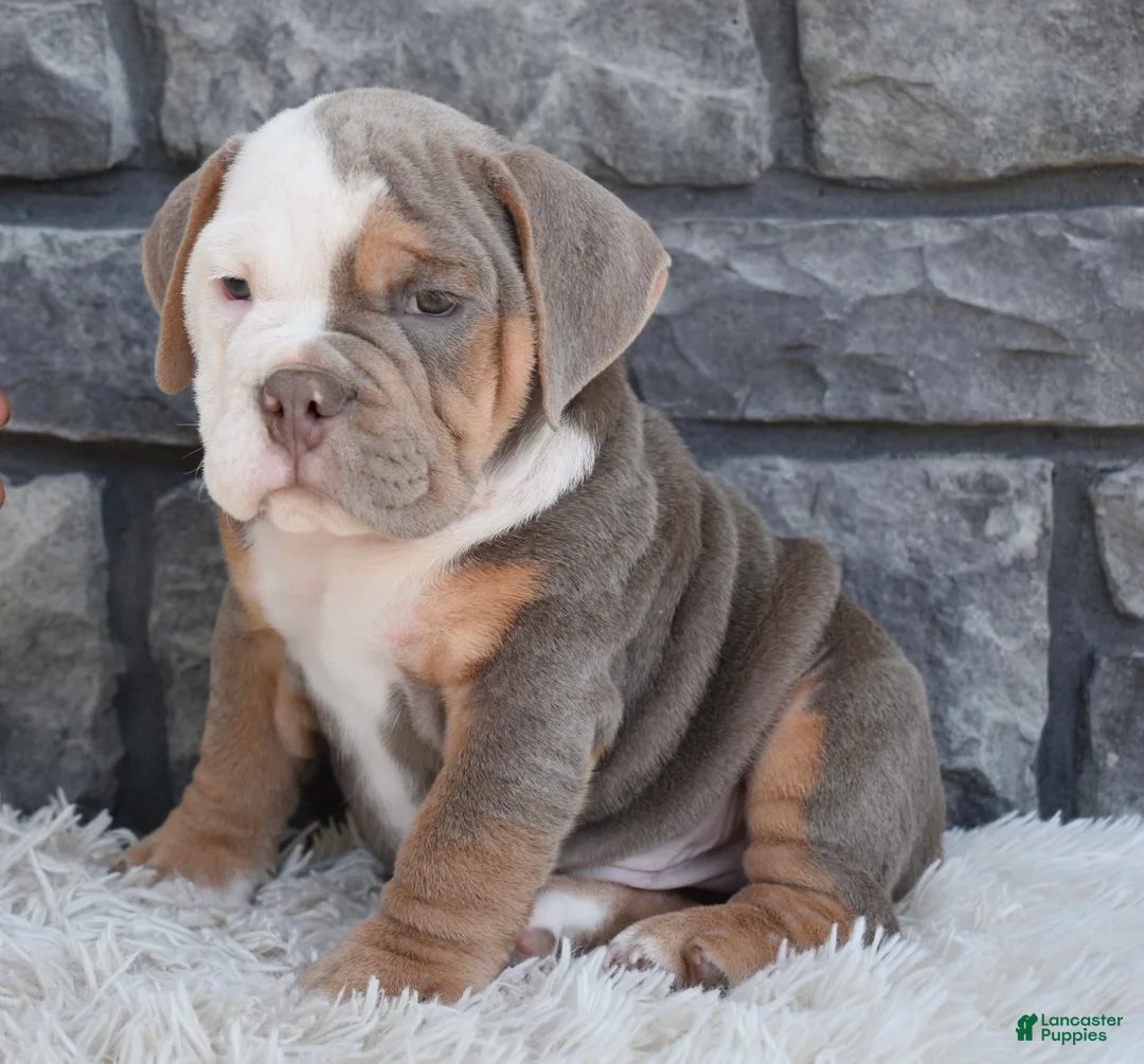 Beabull dogs for sale: Bentley  - Ad 1