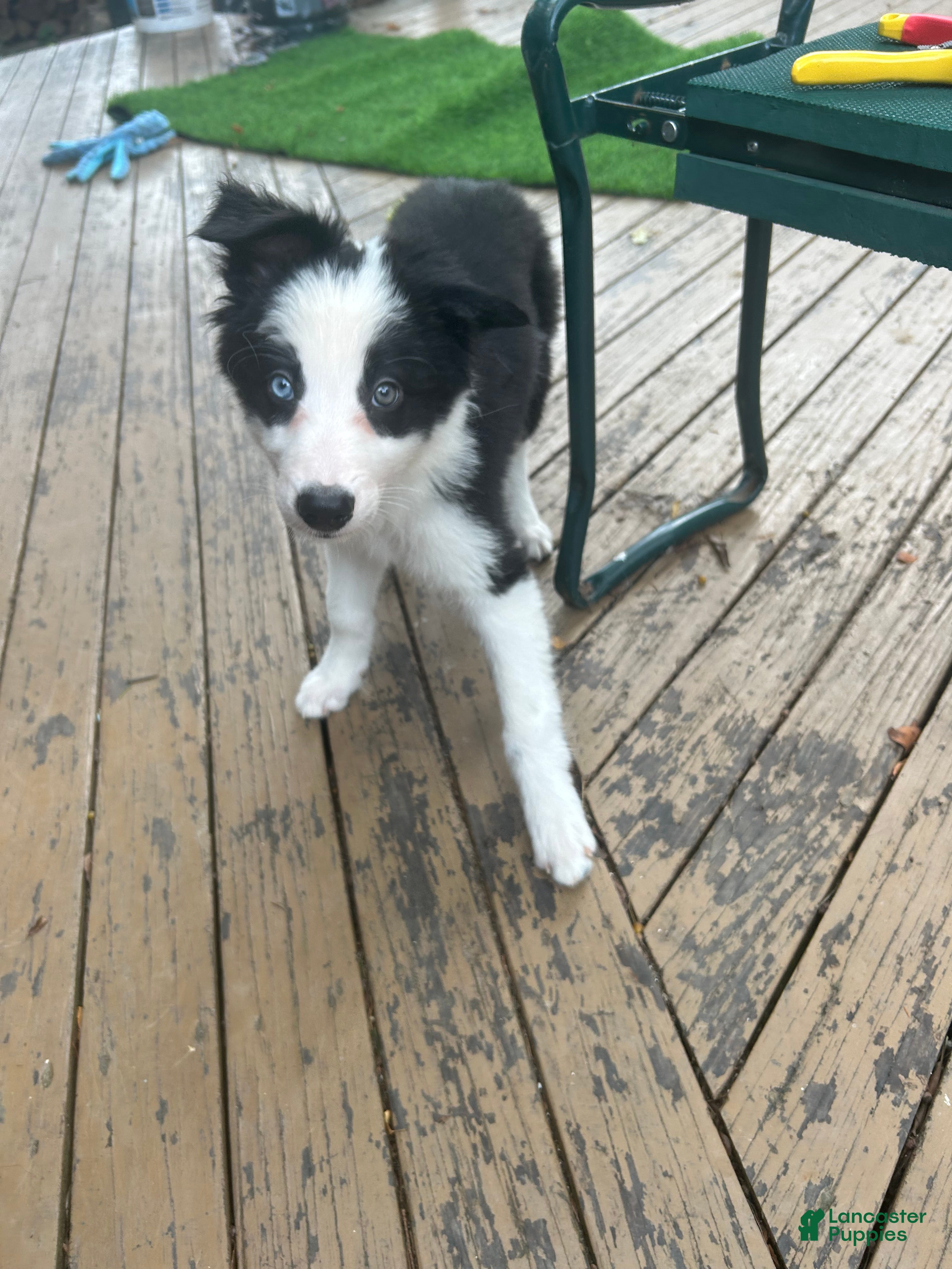 Border Collie dogs Mav - Ad 2