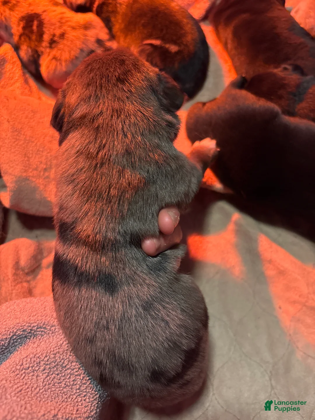 Mixed Breed dogs for sale: Mixed Breed Puppy 5 - Ad 10