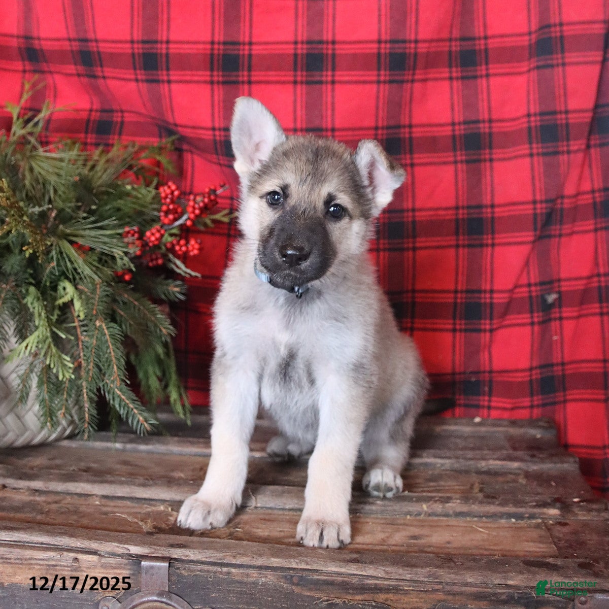 German Shepherd dogs Angel - Ad 13