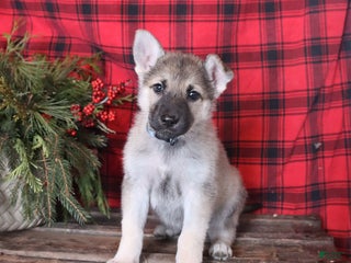 German Shepherd dogs Angel - Ad 13
