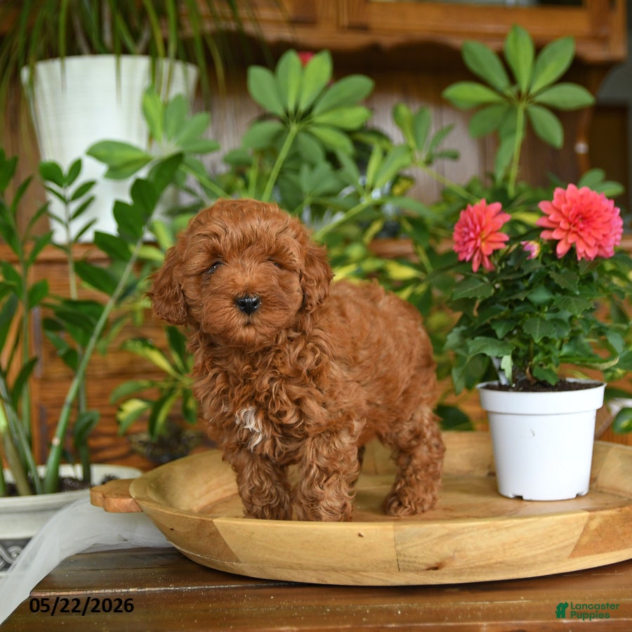 Mini Goldendoodle dogs Alice - Ad 2