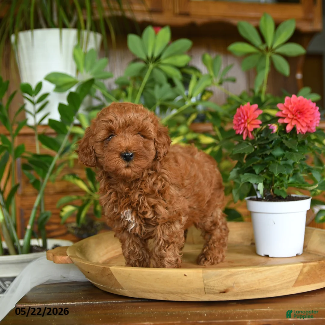 Mini Goldendoodle dogs for sale: Alice - Ad 2