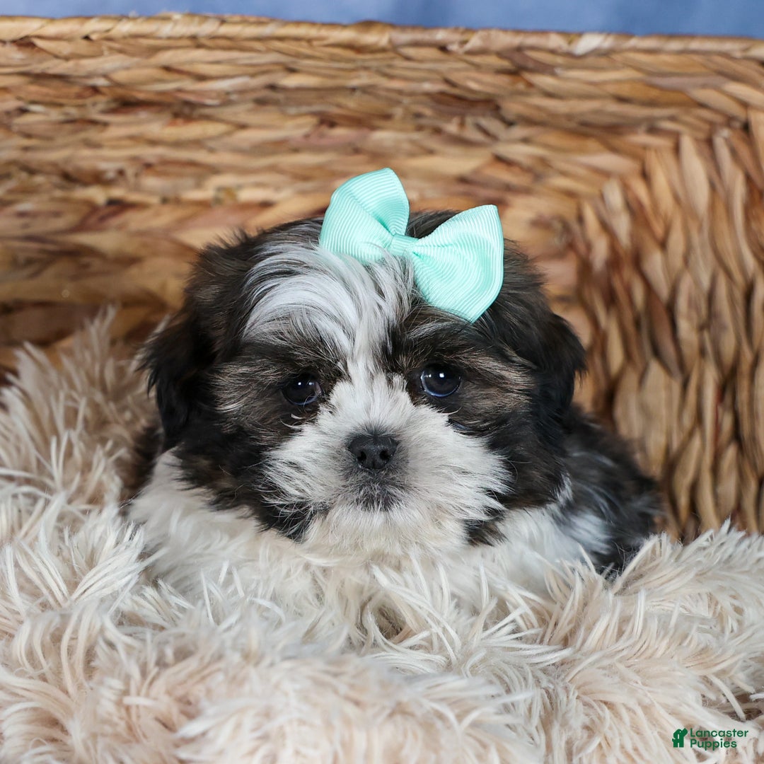 Shih Tzu dogs for sale: MERLE - Ad 13