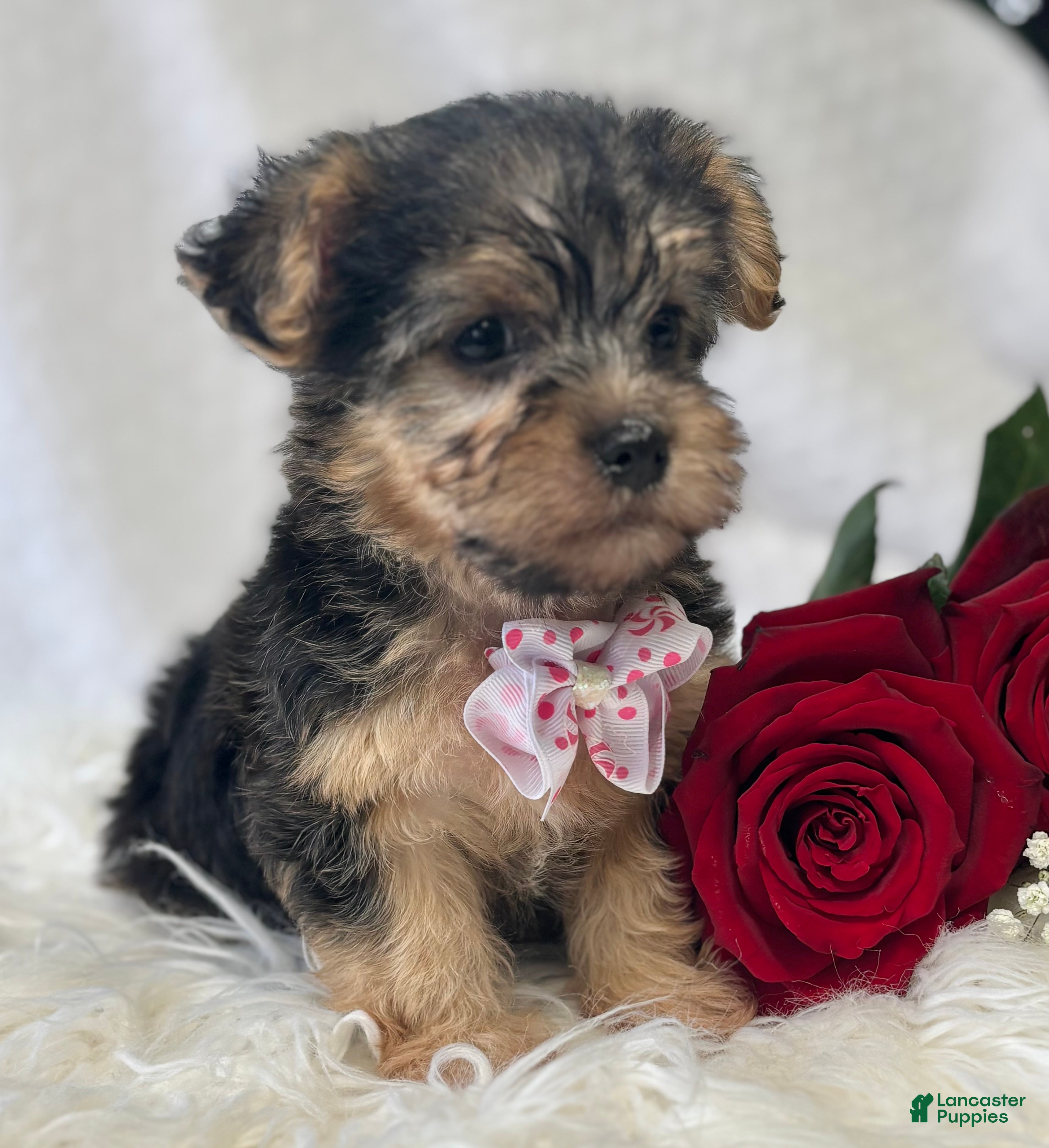 Morkie dogs Alexis - Ad 23