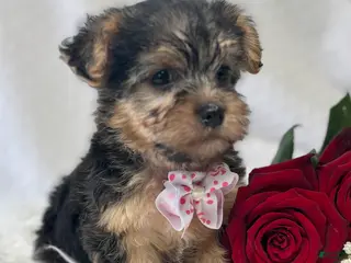 Morkie dogs Alexis - Ad 15