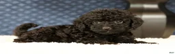 Havapoo dogs for sale: Darla - Ad 3