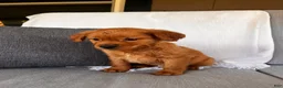 Golden Retriever dogs for sale: Golden Retriever 1 - Ad 3