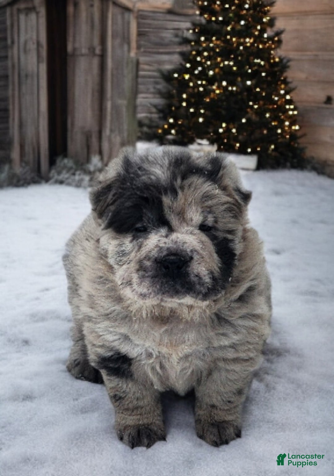 Shar Pei dogs for sale: Marla merle mini bear  - Ad 9