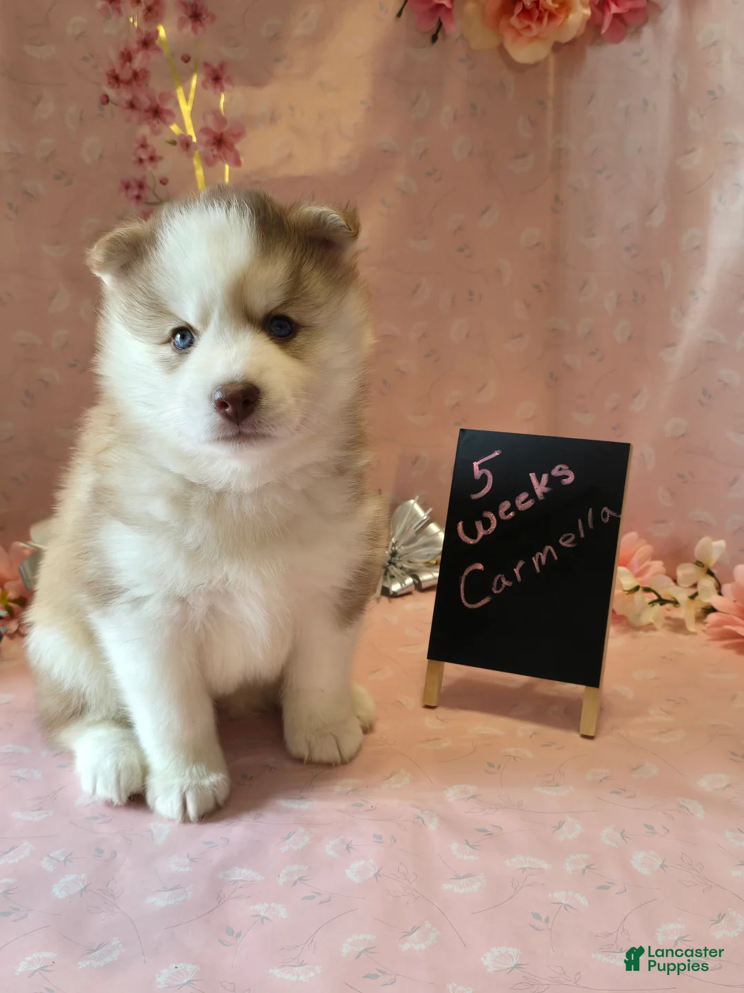Pomsky dogs for sale: Carmella - Ad 2